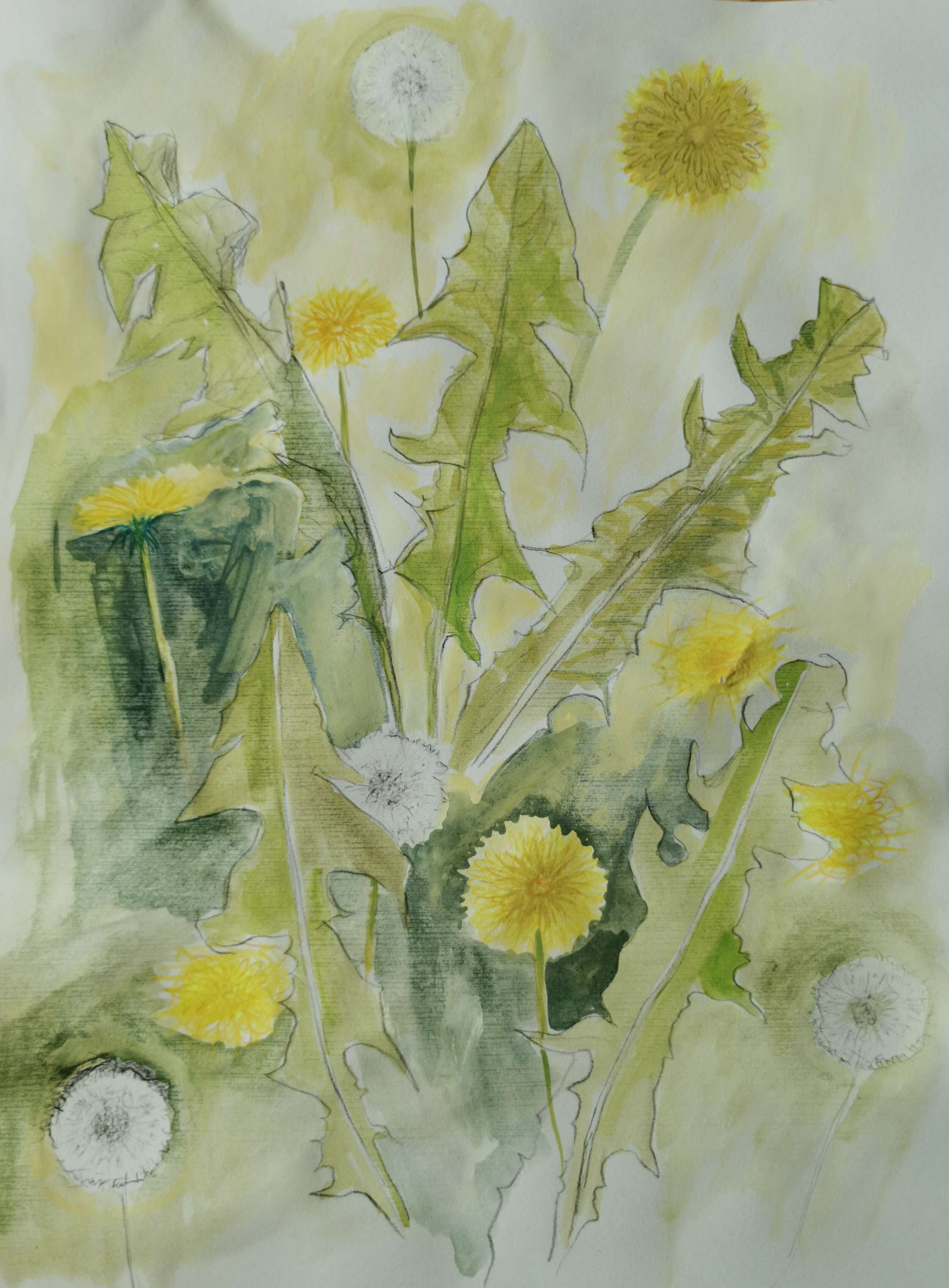 Löwenzahnstudie - Christian Horras 1