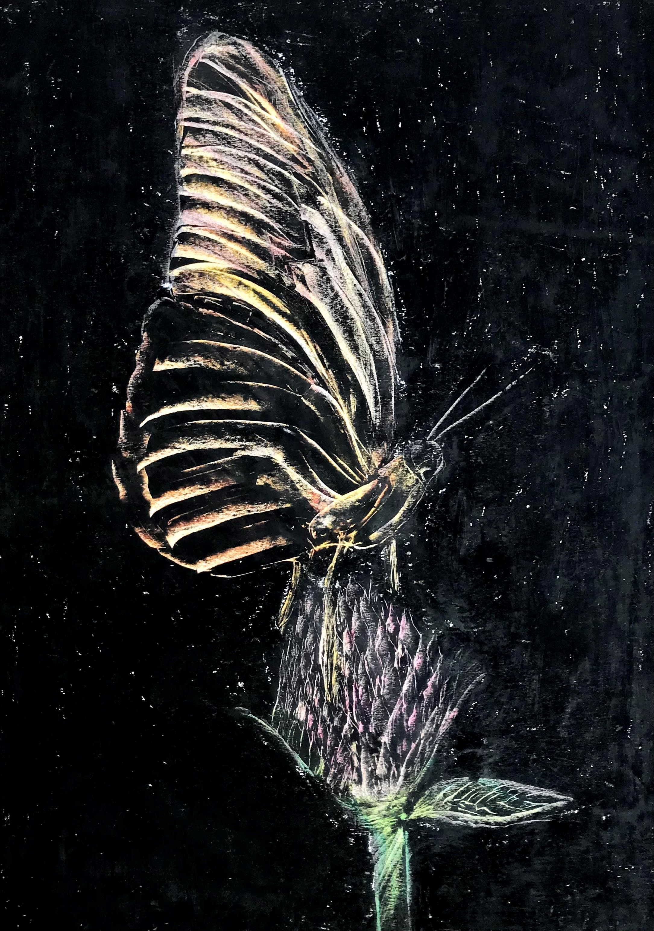 Black Butterfly - habiba el kholy 1